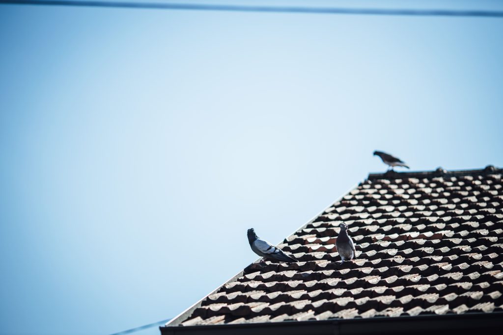 Vogel overlast